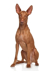 An alert dog with ears pricked up