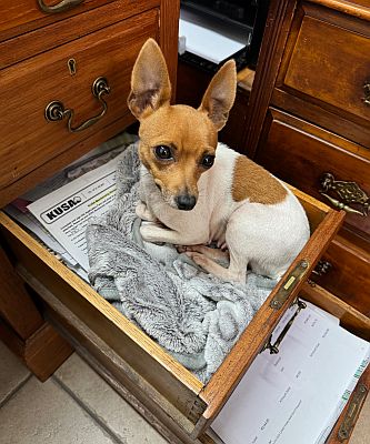 Toy fox terrier curled up in desk drawer