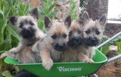 Cairn terrier puppies riding in a wheelbarrow