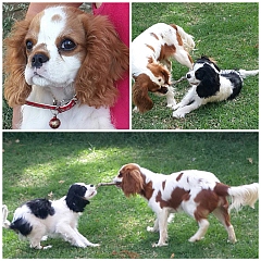 A Blenheim, and a tricoloured cavalier king charles playing