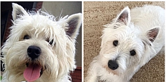 A west highland white terrier