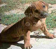 A sweet Rhodesian Ridgeback puppy