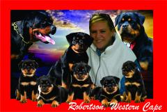 Collage of Rottweilers with breeder