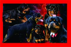 Photos of our dog Artos