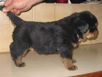 Stocky Rottie pup