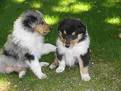 Two rough collie puppiies