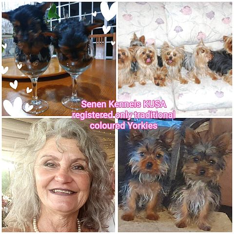 Traditional coloured yorkies.