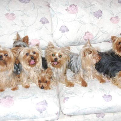 Our Yorkies like our soft sofa!