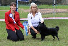 A compact black shipperkes in the show ring