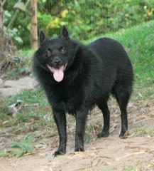 Schipperkes are thought to 