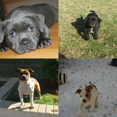 Collage of a Staffordshire bull terrier family