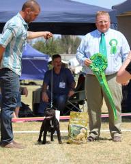 Dog winning a magnificent rosette