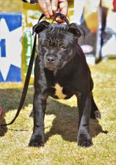 A blac staffordshire bull terrier with white on chest