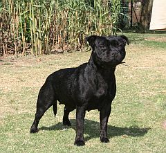 Black staffordshire bull terrier