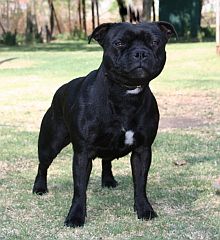 black stafford with white marking