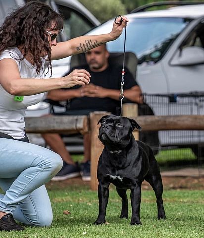 Black Staffordshire-bull-terrier becomes champion.