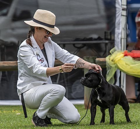 Black Staffordshire Bull Terrier show dog.