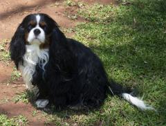 A cavalier spaniel has long hair.