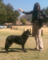 A Groenendael Belgian shepherd dog in the show ring