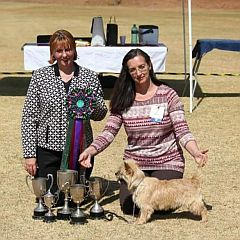 Breeder with 5 trophies for her Cairn Terrier.