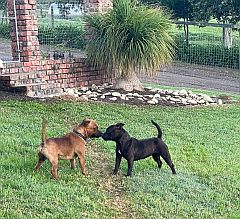 A red, and a black staffy at play.