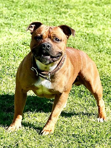 Red and white staffy.