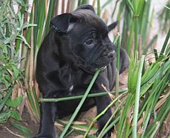 Black staffy puppy exploring the garden.