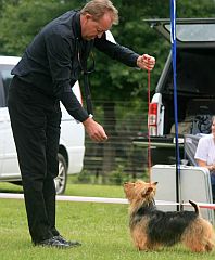 Australian terrier in the show ring