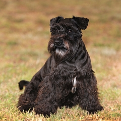 Black and silver miniature schnauzer