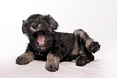 A laughing miniature schnauzer puppy
