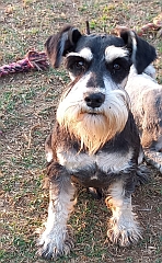 This dog has a flowing beard!