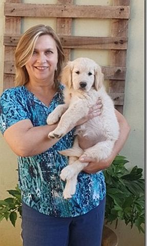 Golden Retriever Puppies In South Africa