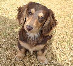 Chocolate brown Long haired dachshund