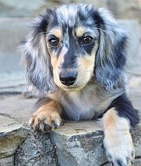 Dappled long haired dachshund puppy