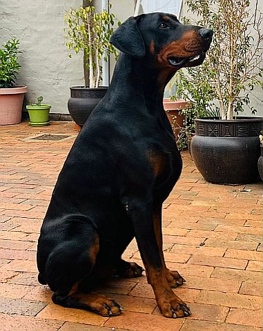 Dobermann sitting on the patio.