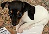 Toy fox terrier puppy