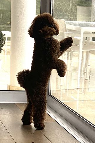 Toy poodle on hind legs looking out the window.
