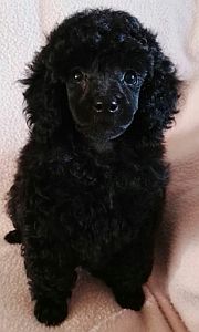 Black, curly, toy-poodle puppy Matthews