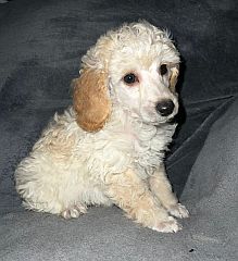 Toy poodle puppy, white