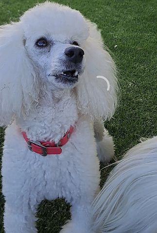 White toy poodle with pink collar.