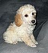 Tiny toy poodle puppy