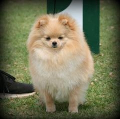 A pale toypom with white fluffy chest