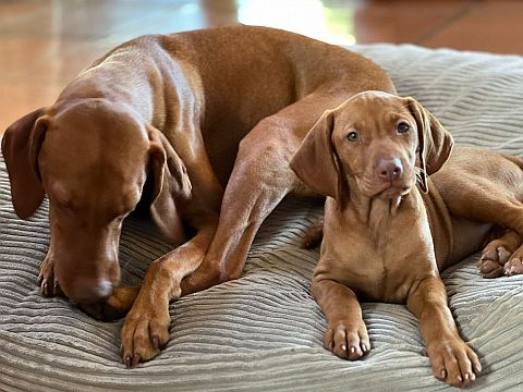 Vizla puppy looks enquiringly at camera while mum sleeps.