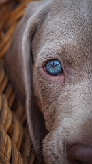 A close-up of a weimaraner's eye.
