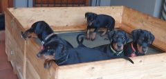 5 puppies in a whelping box
