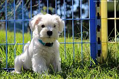 White puppy at blue and yellow fence