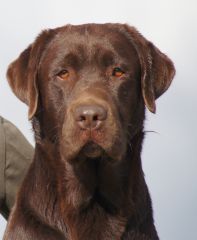 A chocolate Labrador with an appealing face