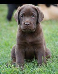 A chocolate Labrador puppy