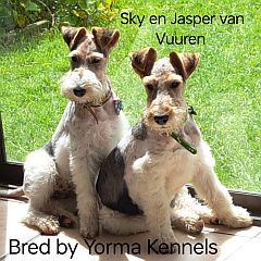 2 fox terriers sitting together