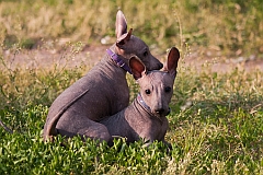 2 Xoloitzcuintle puppies